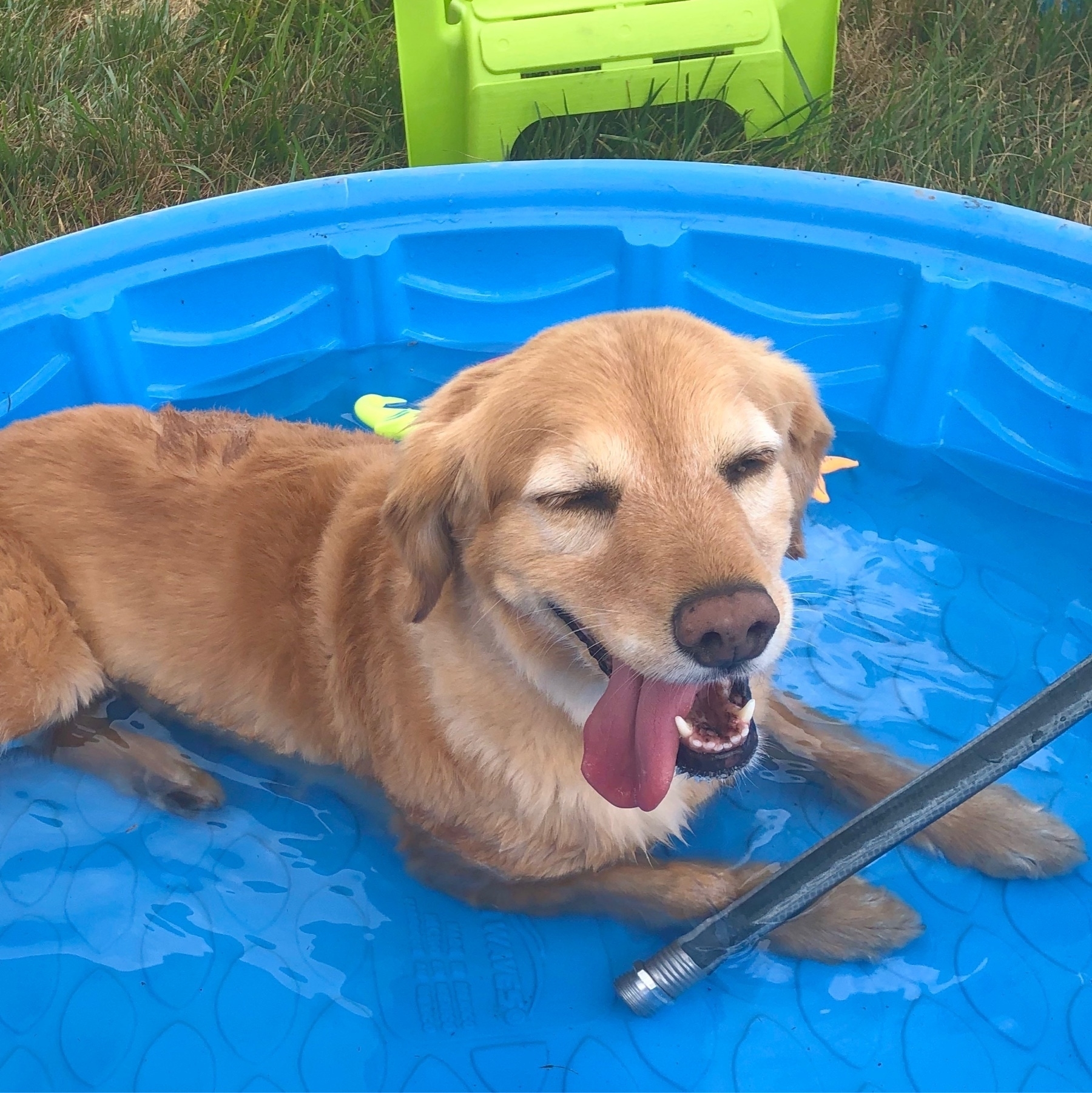 dog laying in a kiddie pool filled with water