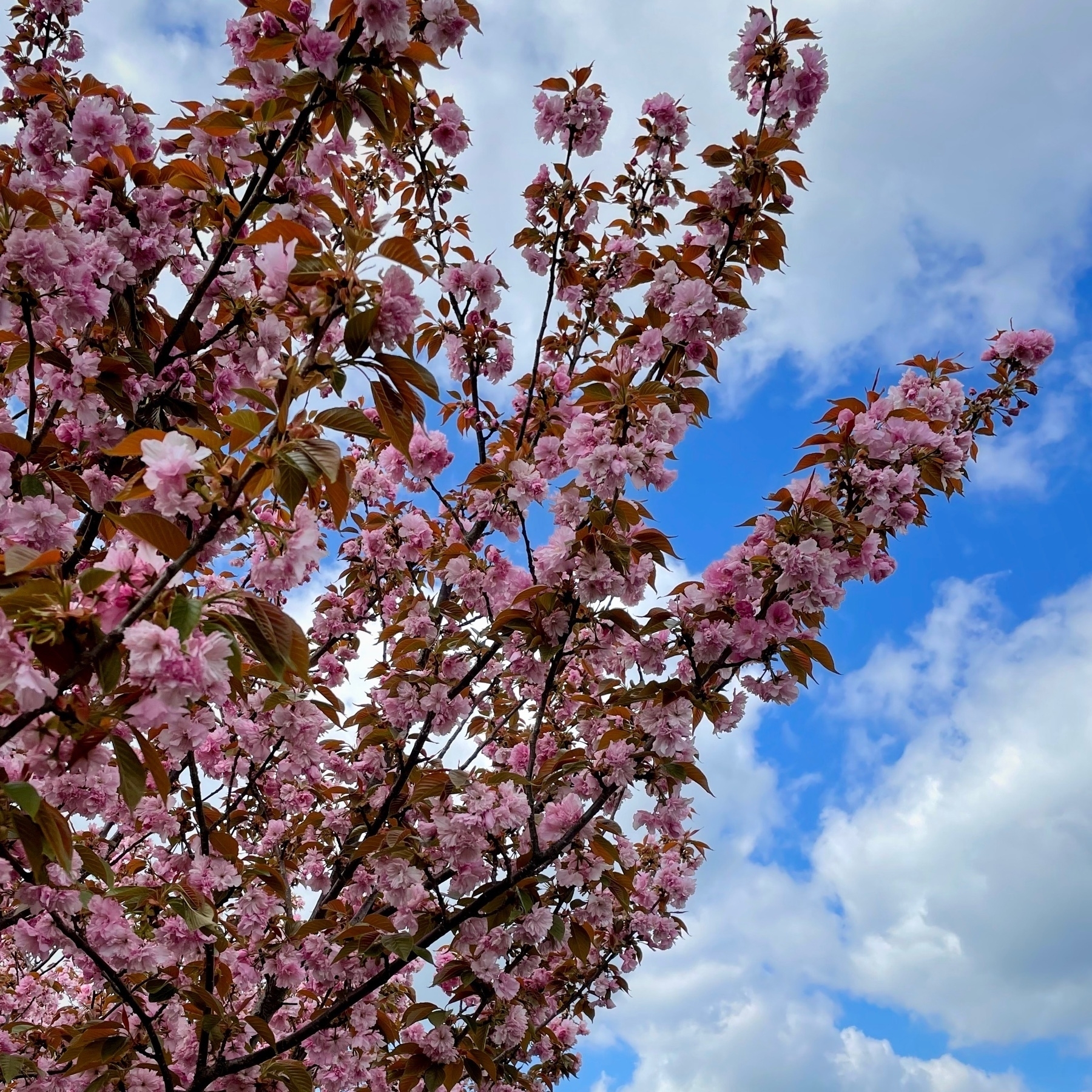 flowering pink tree