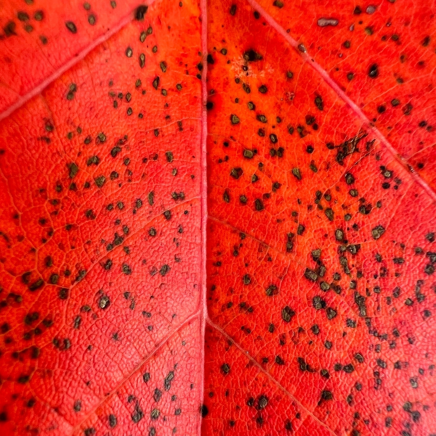 close up red tree leaf 