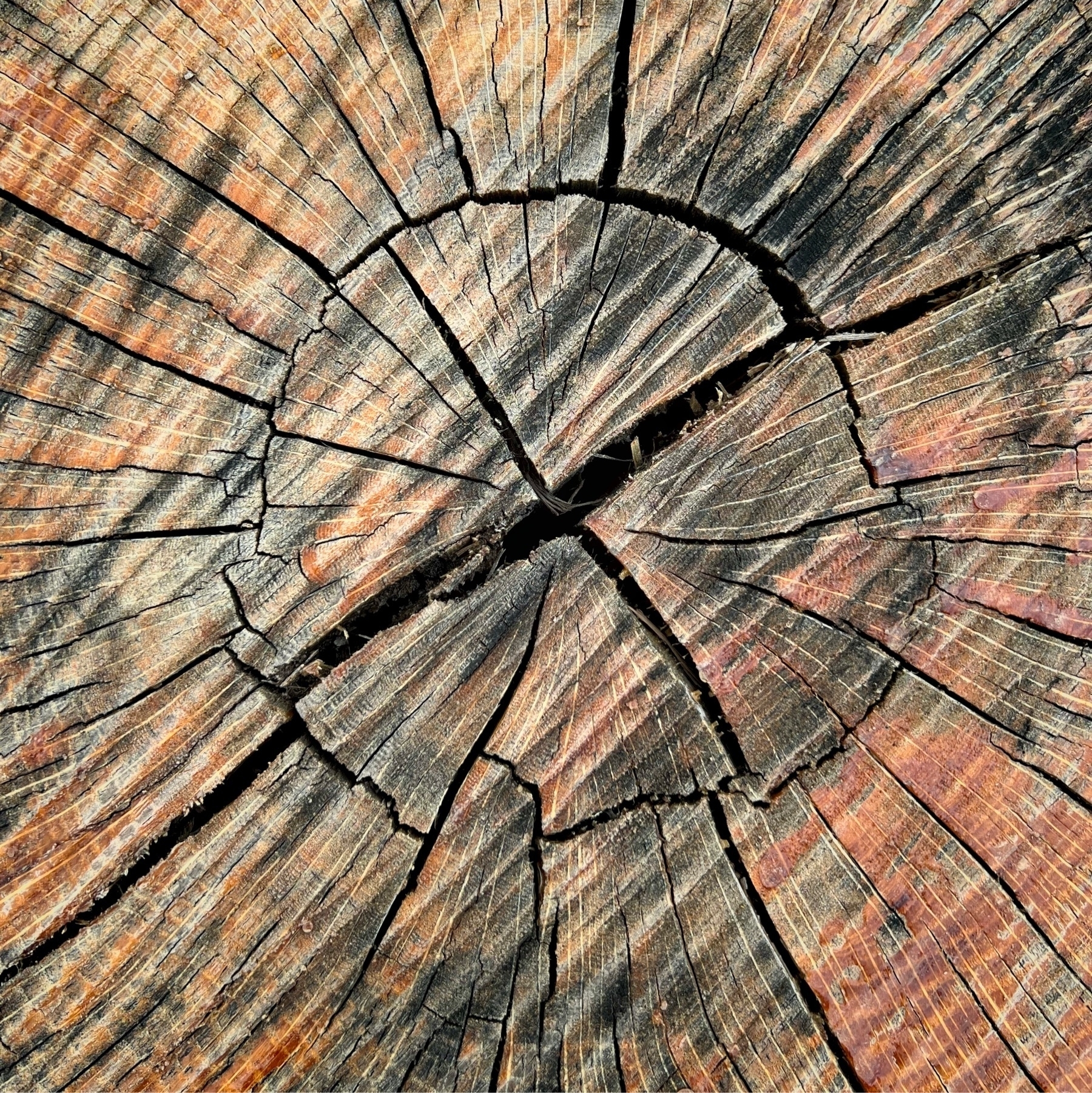 cross section of a tree tunk