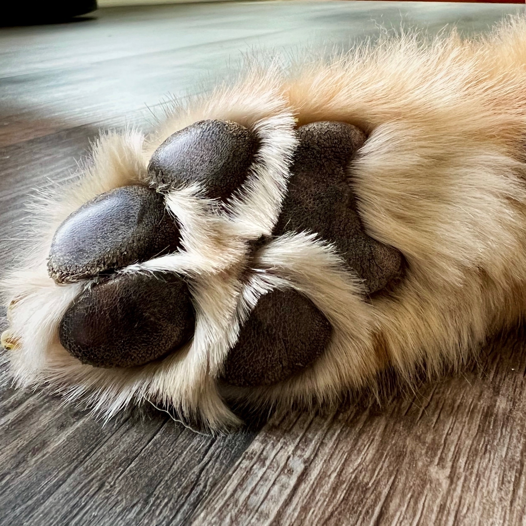 bottom of a dog's paw