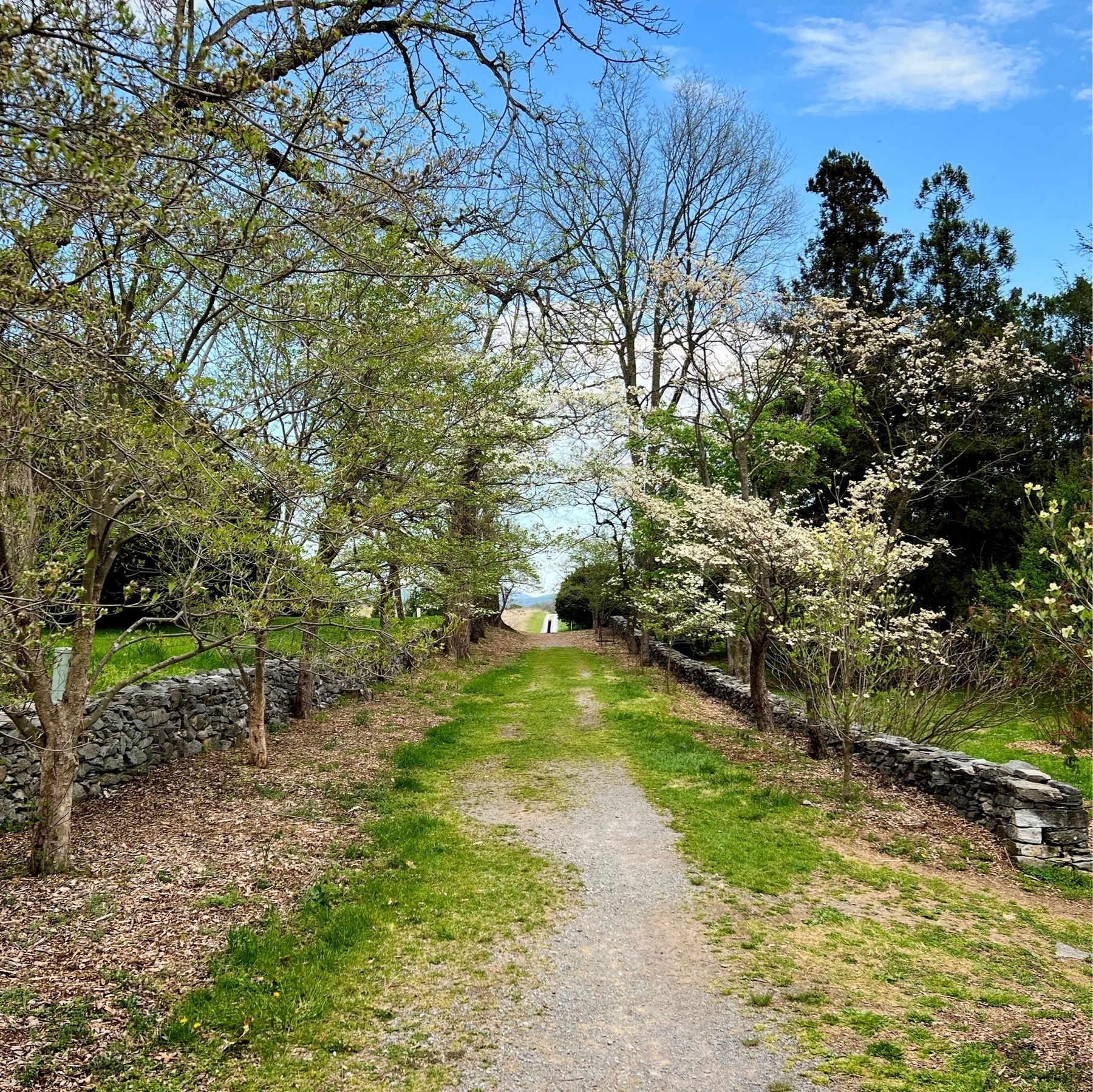 stone path with trees blooming